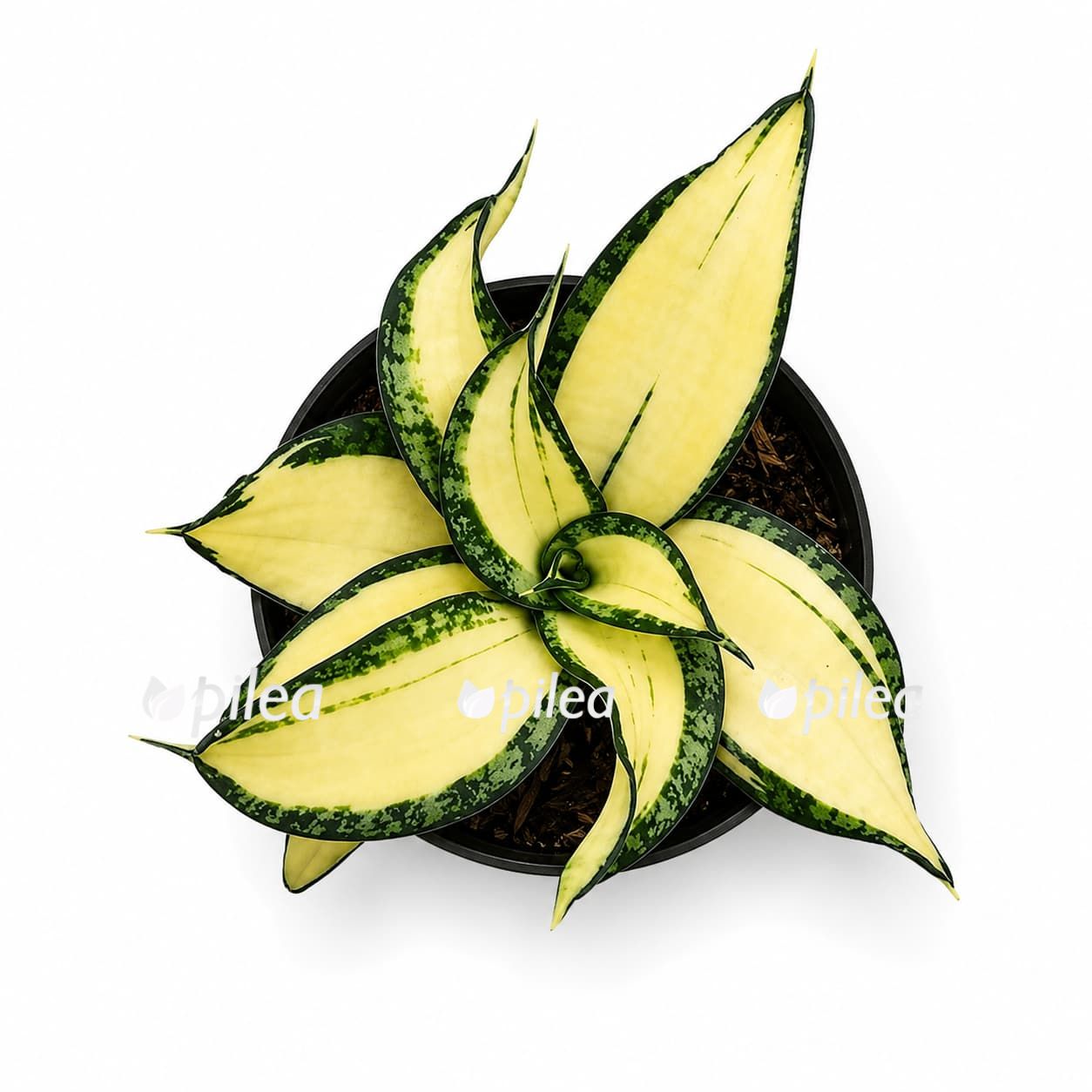 sansevieria wendy yellow